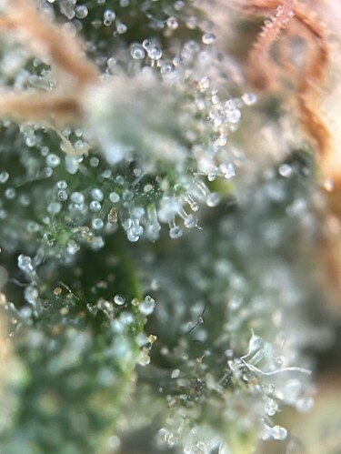 Growreport Bild 40