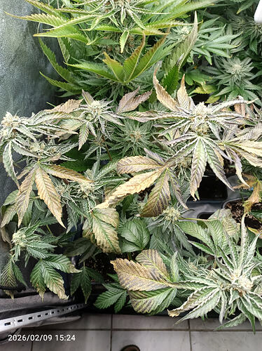Growreport Bild 4