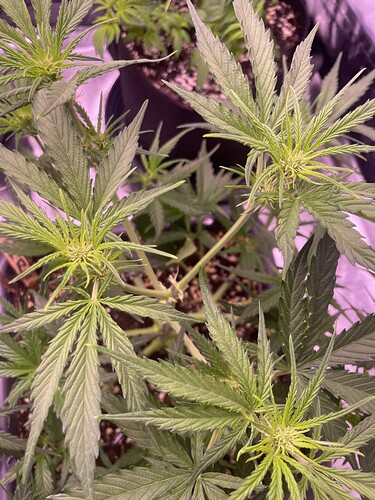 Growreport Bild 4
