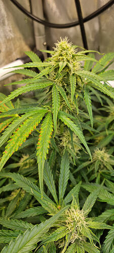 Growreport Bild 33