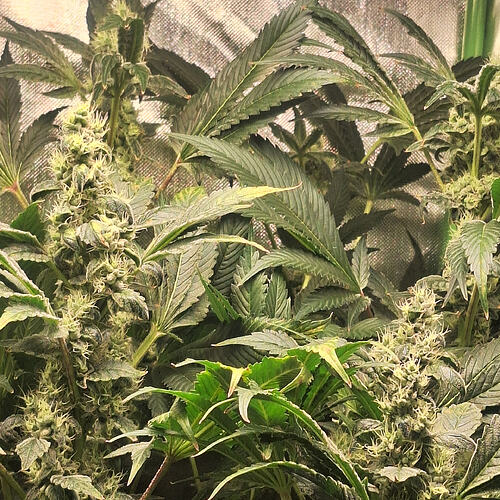 Growreport Bild 8