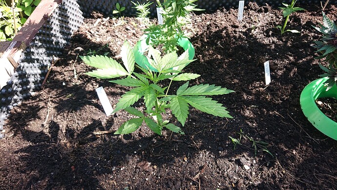Growreport Bild 7