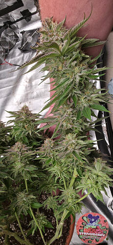 Growreport Bild 13