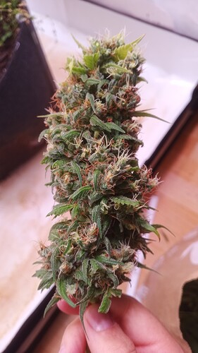 Growreport Bild 23