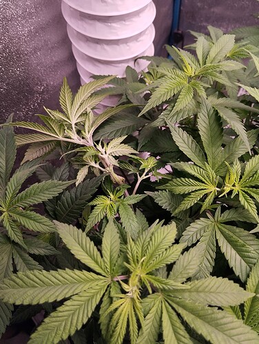 Growreport Bild 7