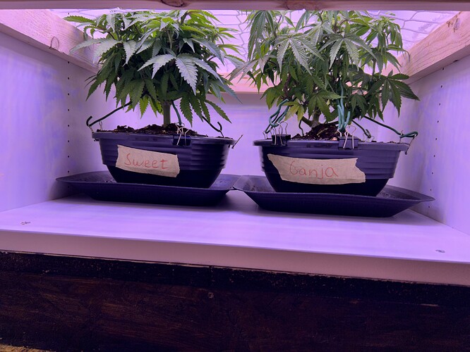 Zwei Cannabis-Pflanzen in Töpfen, beschriftet mit 'Sweet' und 'Ganja', stehen in einem Grow-Schrank unter LED-Beleuchtung.