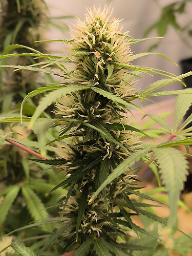 Growreport Bild 2
