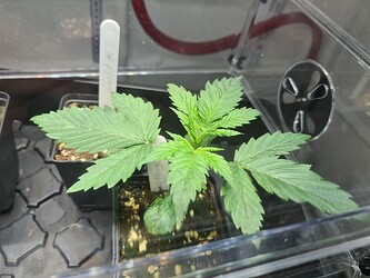 Growreport Bild 4