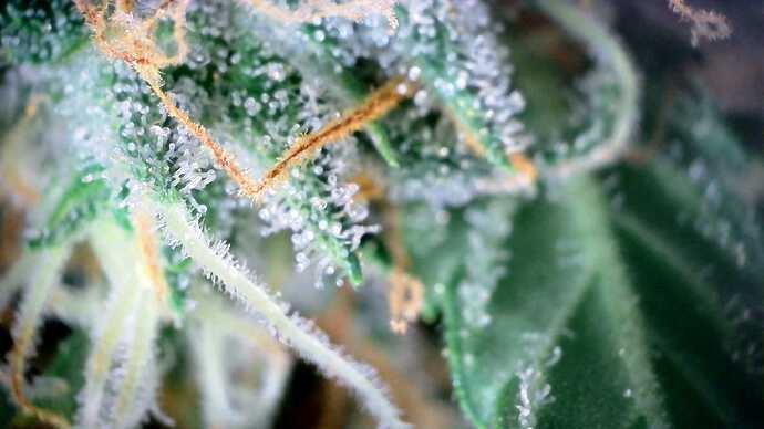Growreport Bild 34