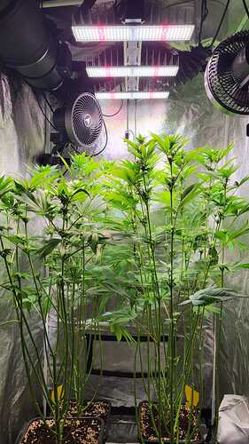 Zwei Cannabispflanzen in einem Growzelt unter einer LED-Lampe, die Blätter zeigen leicht nach oben.