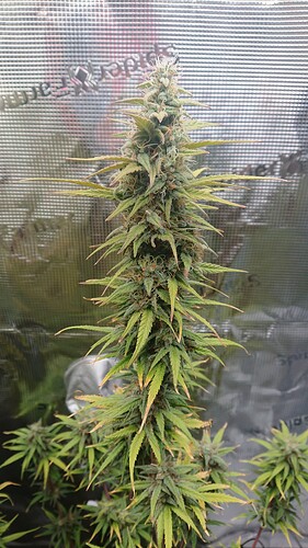 Growreport Bild 15