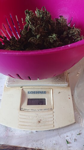 Growreport Bild 41