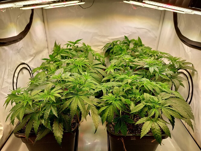 Growreport Bild 5