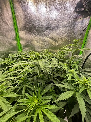 Amnesia Haze 8624 1