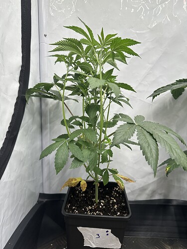 Growreport Bild 6