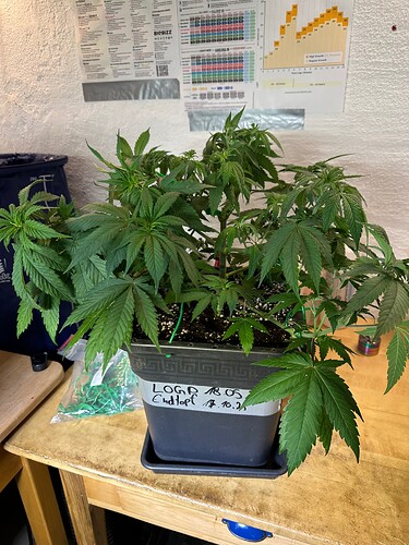 Growreport Bild 16