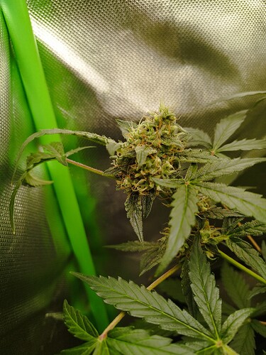 Eine Cannabis-Pflanze in der Blütephase mit sichtbaren Blütenständen und Trichomen, umgeben von Blättern und einem grünen Schlauch in einer Growbox.