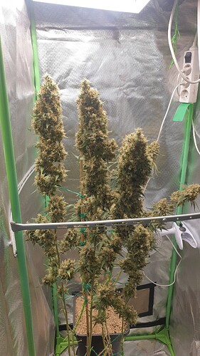 Growreport Bild 1