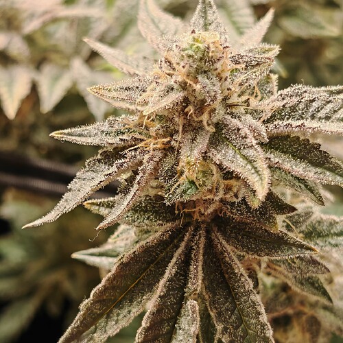Growreport Bild 61