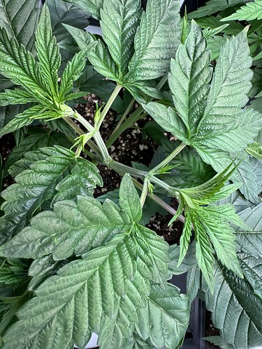 Growreport Bild 5