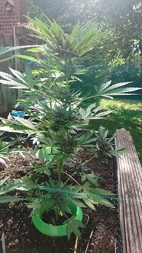 Growreport Bild 59