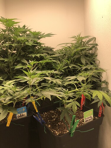 Growreport Bild 25