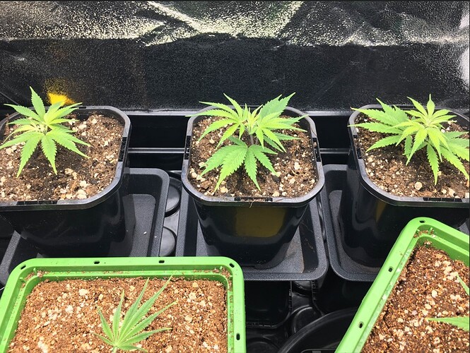 Screenshot 2024-11-13 082522