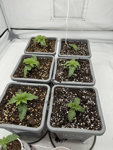 Growreport Bild 7