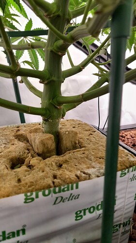 Growreport Bild 7