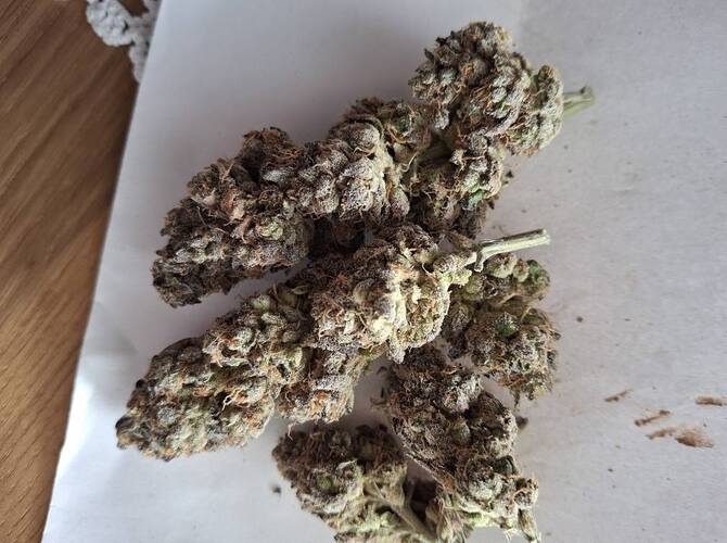Growreport Bild 5