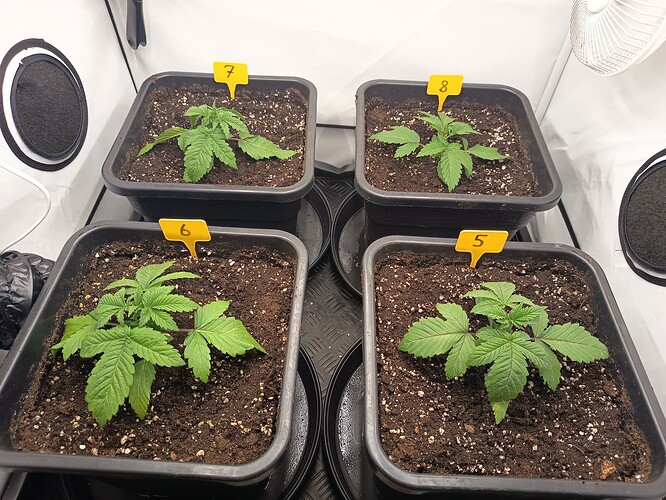 Growreport Bild 9