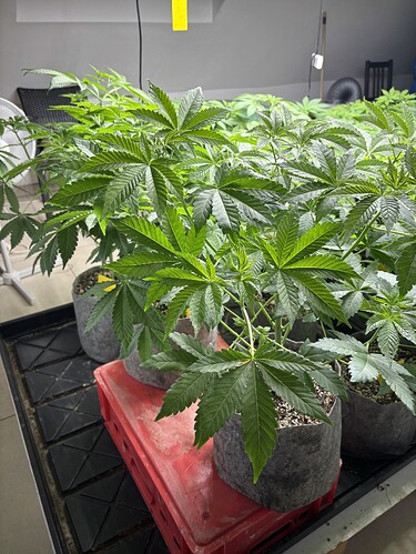 Growreport Bild 13