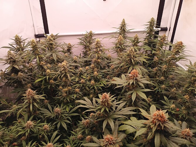 Growreport Bild 50