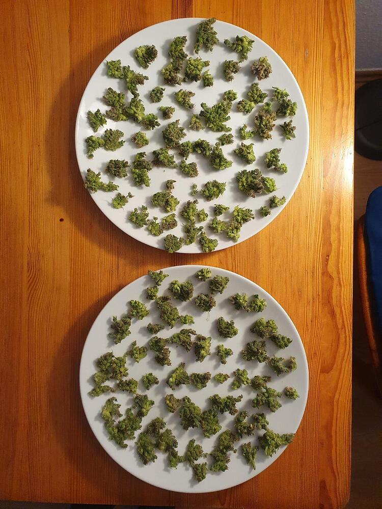 Zweiter Grow mit viel Licht, viel Luft und viel Liebe aber immer noch wenig Ahnung oder: Was geht diesmal schief?