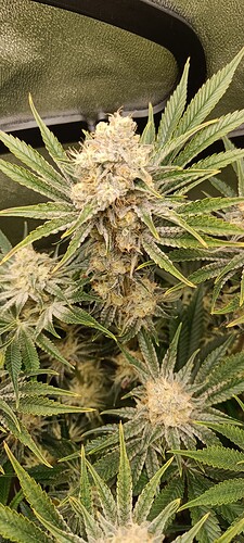 Growreport Bild 8
