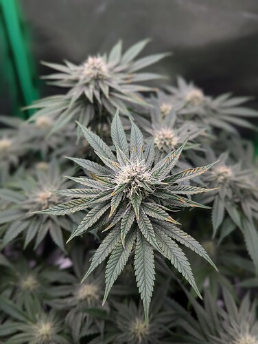 Growreport Bild 4