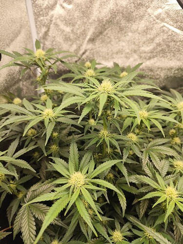 Growreport Bild 2