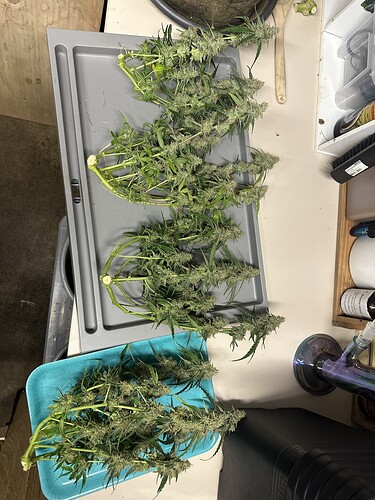 Growreport Bild 40