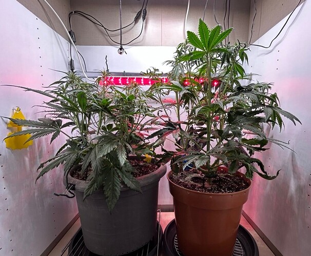 Growreport Bild 1