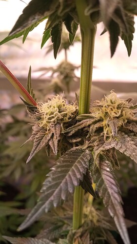 Growreport Bild 6