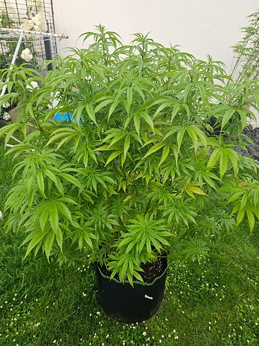 Growreport Bild 11