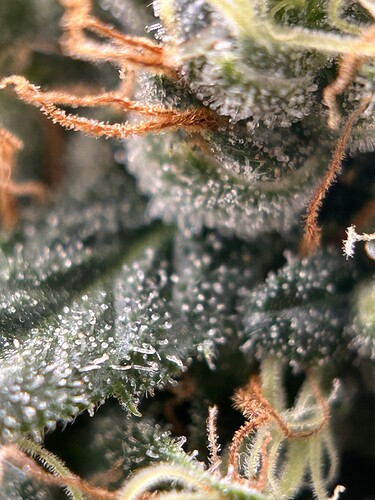 Growreport Bild 6