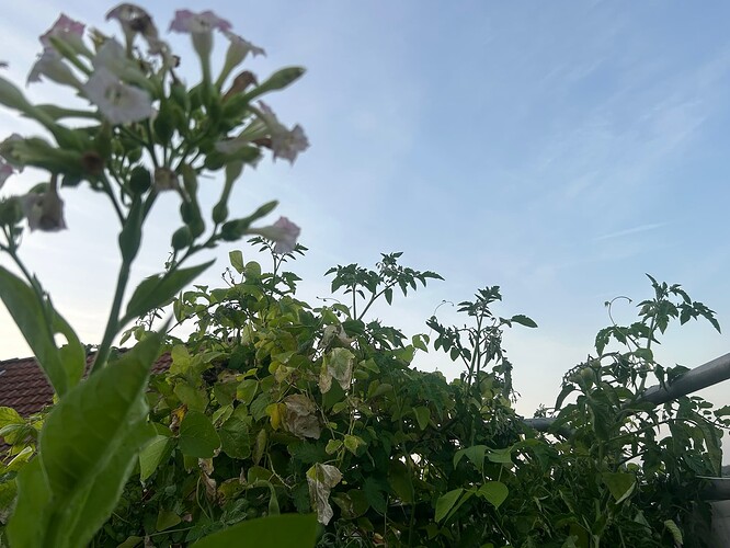 Growreport Bild 90