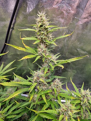 Growreport Bild 24