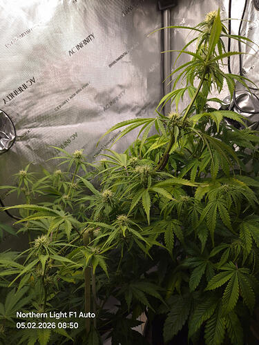 Eine Cannabis-Pflanze in der Blütephase in einem Growzelt mit reflektierenden Wänden.