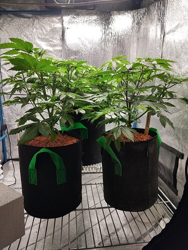 Growreport Bild 5