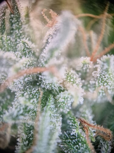 Growreport Bild 6