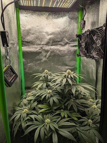 PXL_20241017_194115084