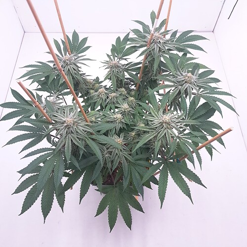 Growreport Bild 14