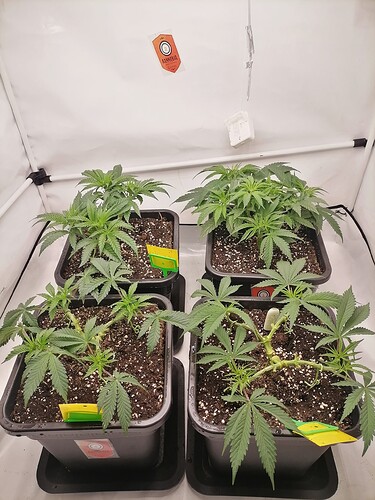 Growreport Bild 4